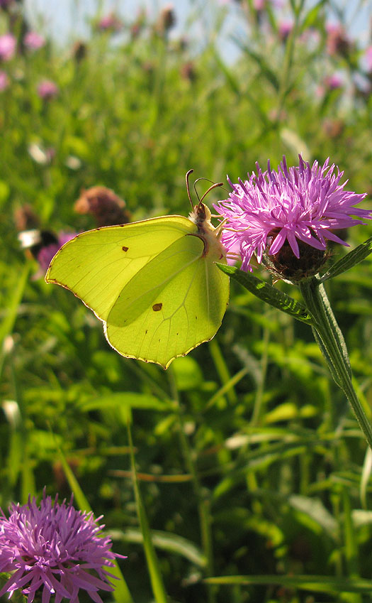 citroenvlinder_man_op_knoopkruid_lekdijk_achthoven_04082013_2.jpg