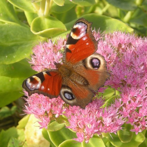 dagpauwoog_op_sedum_herfstvreugde_schoonrewoerd_23_sept._2008_arjan_de_jong.jpg