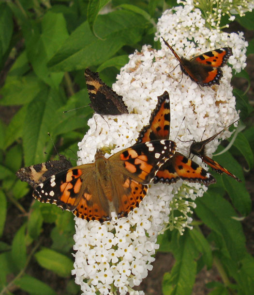 distelvlinder_en_kleine_vos_op_vlinderstruik_meerkerk_08082012.jpg