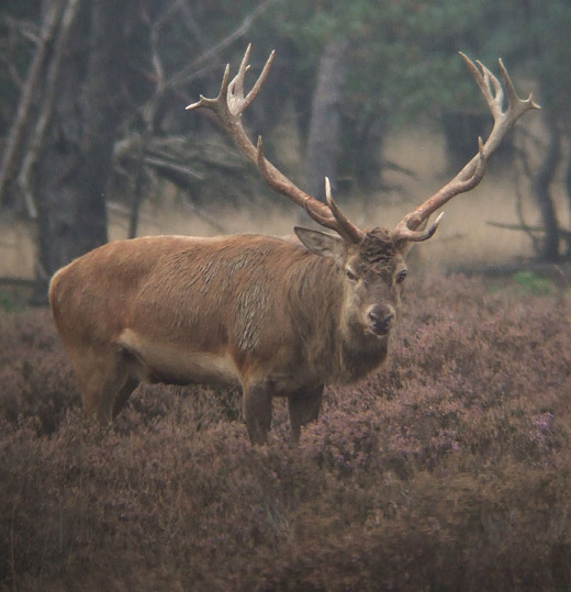 edelhert_park_de_hoge_veluwe_190909_2.jpg
