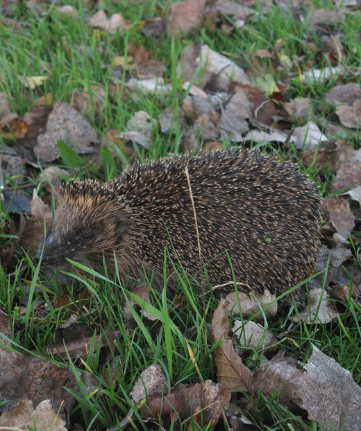 egel_rhenoy_211109.jpg