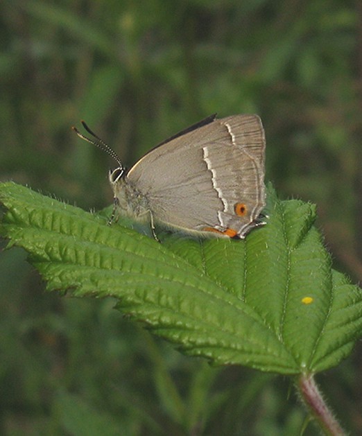 eikenpage_natuurlijk_brabant_22062009.jpg