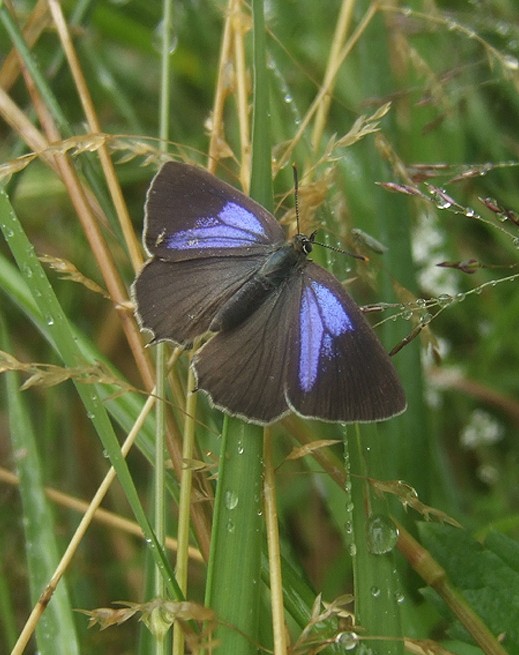 eikenpage_natuurlijk_brabant_280608.jpg