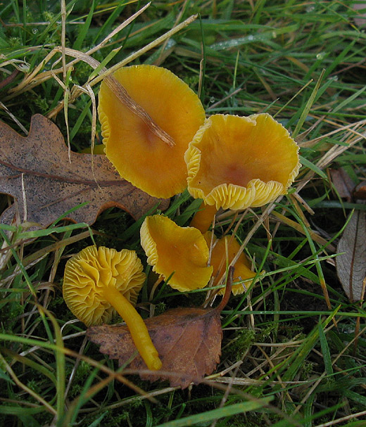 elfenwasplaat_betuwe_011209.jpg
