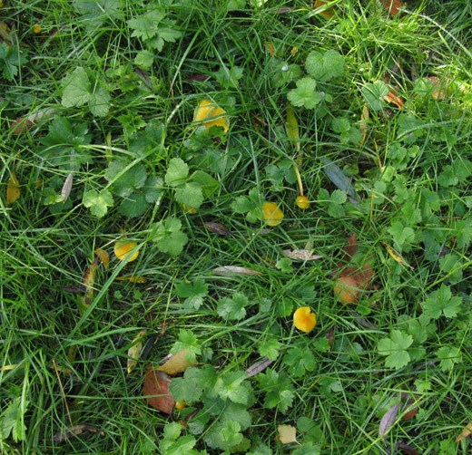 elfenwasplaat_betuwe_081009_1.jpg