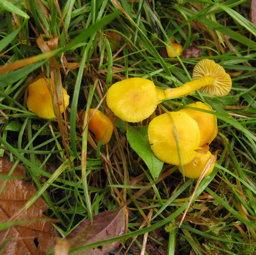 elfenwasplaat_betuwe_101109.jpg