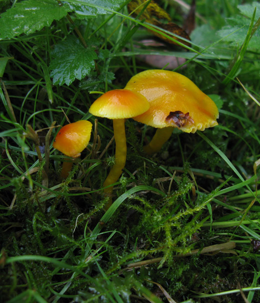 elfenwasplaat_betuwe_181009_1.jpg