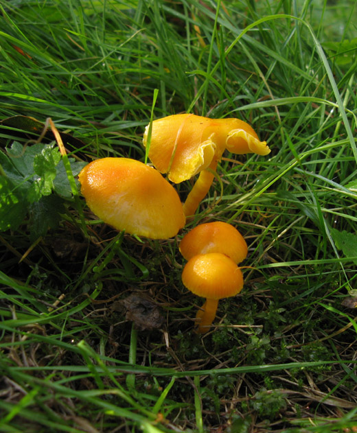 elfenwasplaat_betuwe_181009_2.jpg