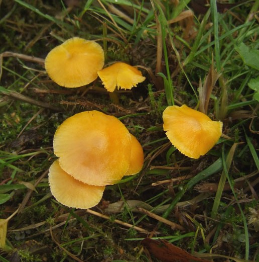 elfenwasplaat_gelderland_30_okt._2008_1.jpg