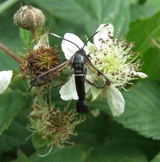 elzenwespvlinder_op_dauwbraam_natuurlijk_brabant_2_juni_2007.jpg elzenwespvlinder_op_dauwbraam_natuurlijk_brabant_2_juni_2007.jpg