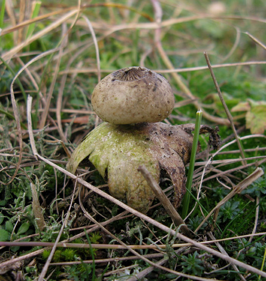 forse aardster meijendel 171109 3
