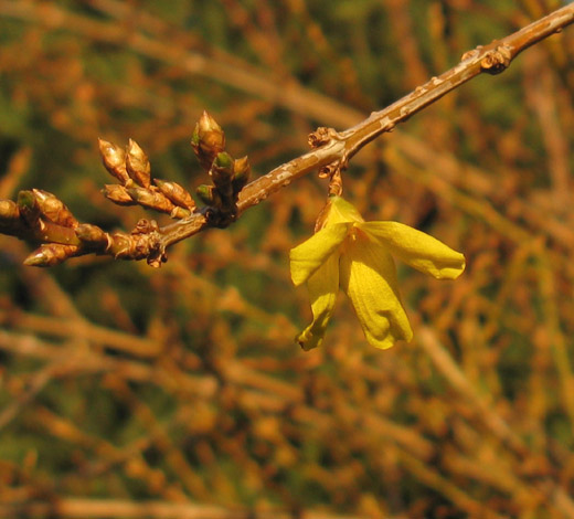 forsythia_meerkerk_151209.jpg