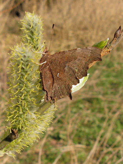 gehakkelde_aurelia_zouweboezem_21_maart_2009_3.jpg