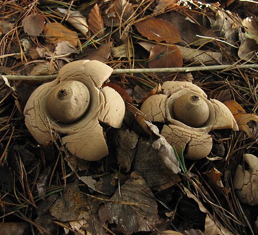 gekraagde_aardster_hilversum_091009_1.jpg