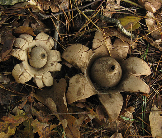 gekraagde_aardster_hilversum_091009_2.jpg