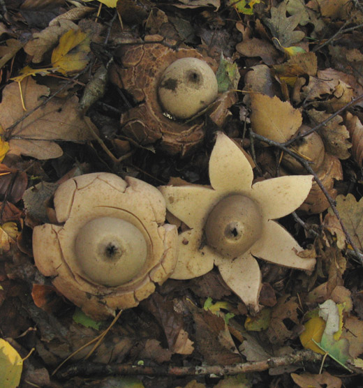 gekraagde_aardster_hilversum_091009_3.jpg