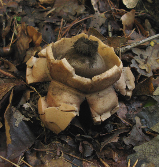 gekraagde_aardster_hilversum_091009_4.jpg