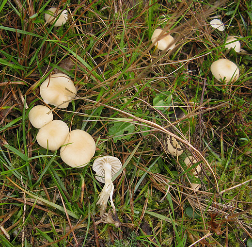 geurende_wasplaat_het_gooi_191009_1.jpg