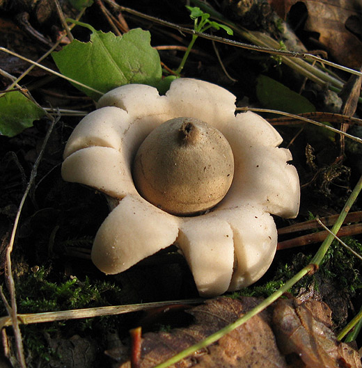 gewimperde_aardster_het_gooi_131009.jpg