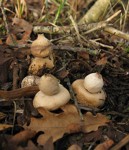 gewimperde_aardster_meijendel_171109.jpg
