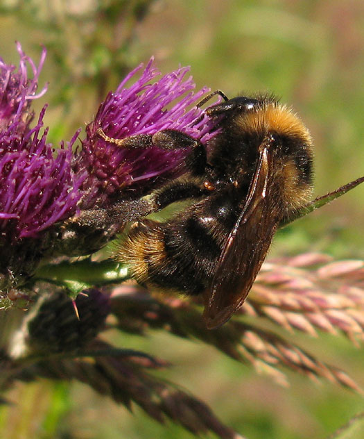 gewone_koekoekshommel_op_kale_jonker_zouweboezem_16052014_2.jpg
