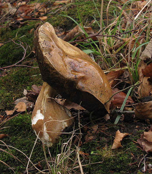 gewoon_eekhoorntjesbrood_slot_herlaer_tienhoven_29112009.jpg