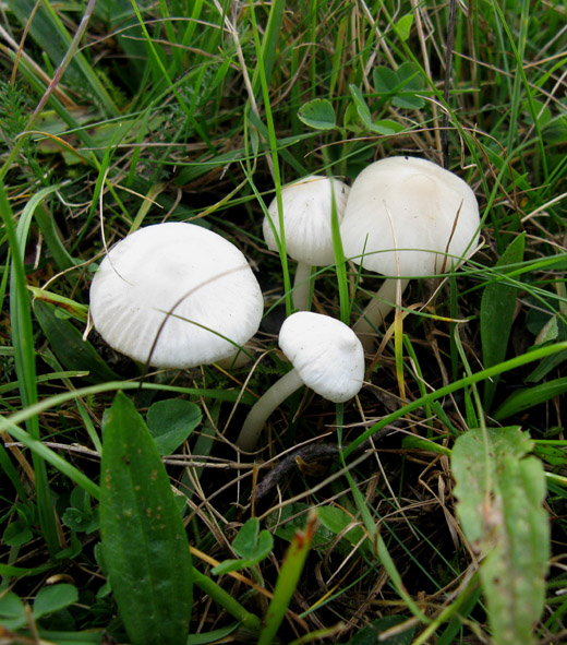 gewoon_sneeuwzwammetje_het_gooi_131009_1.jpg