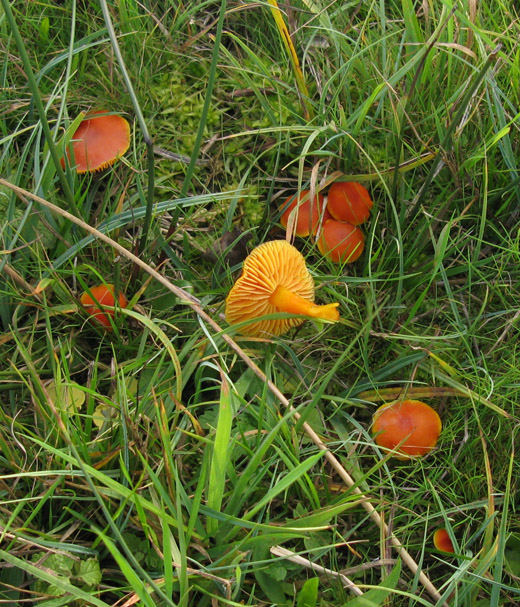 gewoon_vuurzwammetje_alblasserwaard_041009.jpg