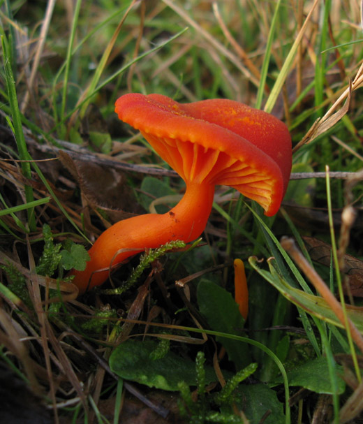 gewoon_vuurzwammetje_betuwe_011209.jpg