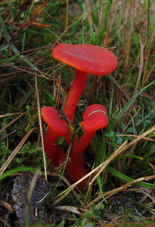 gewoonvuurzwammetjehet gooi 131009 1