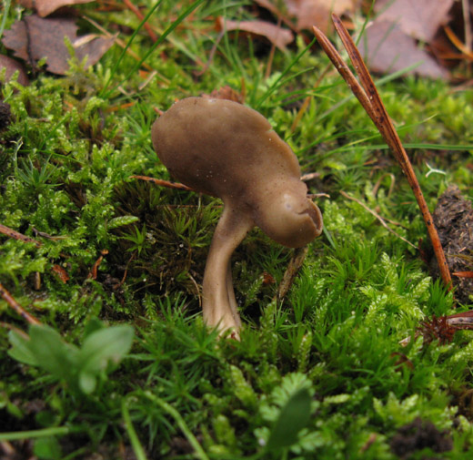 gladstelige_schotelkluifzwam_het_gooi111109.jpg