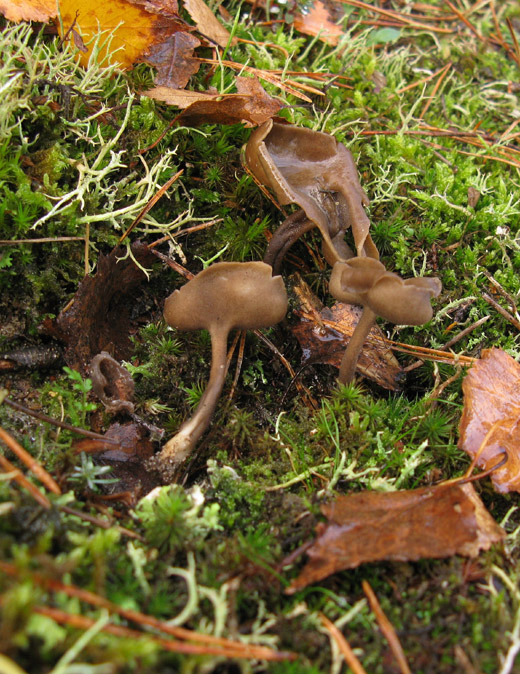 gladstelige_schotelkluifzwam_het_gooi_021109.jpg