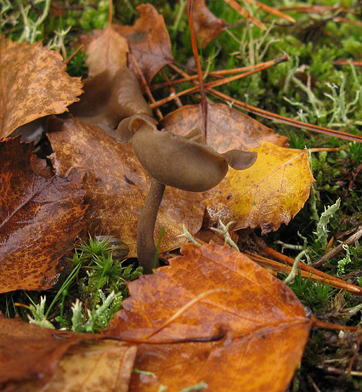 gladstelige_schotelkluifzwam_het_gooi_021109_2.jpg