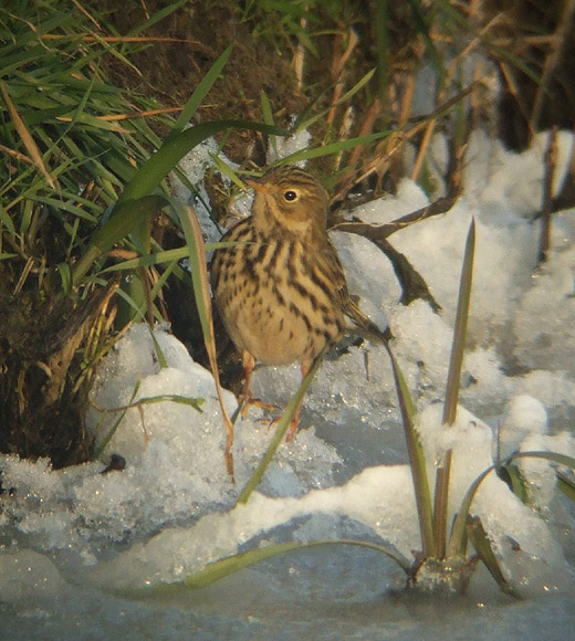 graspieper_tienhoven_181209.jpg