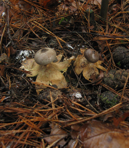 grote aardster het gooi 2021109 1