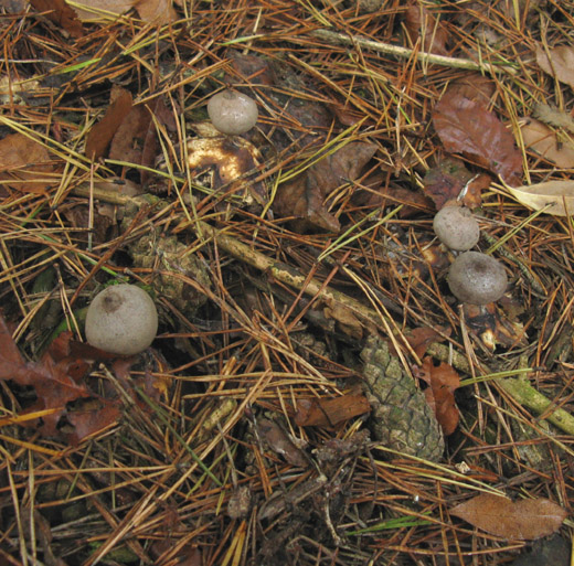 grote aardster het gooi 231009 2