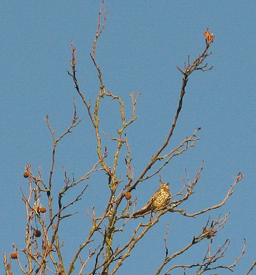 grote_lijster_meerkerk_131209.jpg