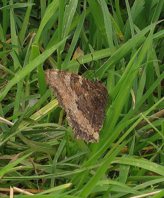 grote_vos_ijsselbos_nieuwegein_13042014_1.jpg