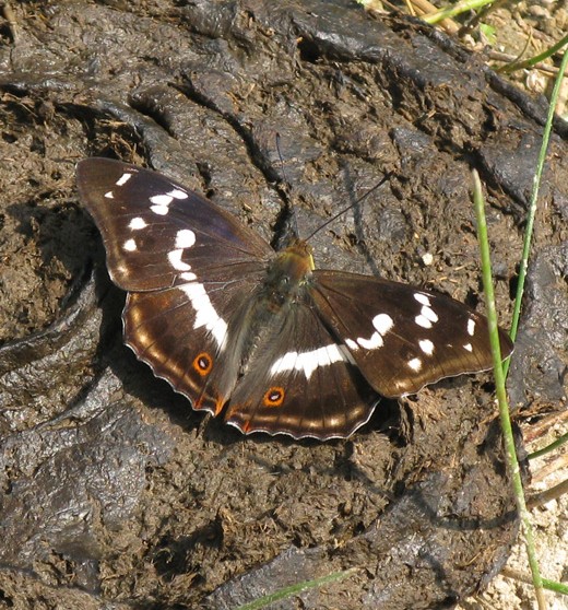 grote_weerschijnvlinder_natuurlijk_brabant_1_juli_2009_4.jpg