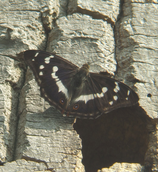 grote_weerschijnvlinder_natuurlijk_brabant_1_juli_2009_5.jpg