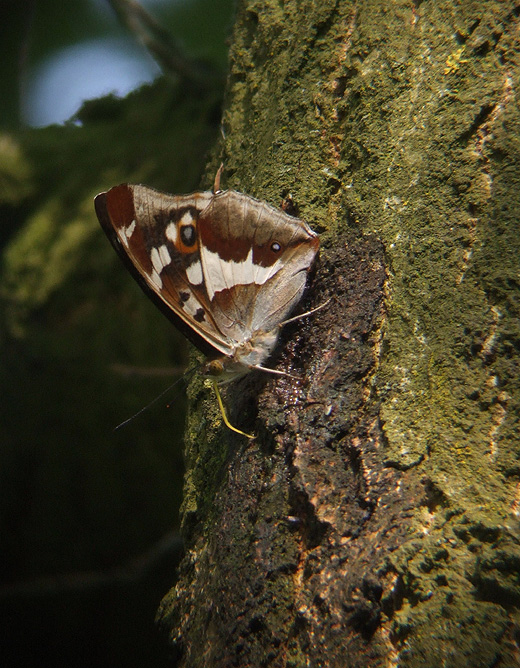 grote_weerschijnvlinder_natuurlijk_brabant_1_juli_2009_8.jpg