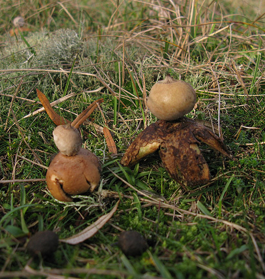 heide en kleine aardster meijendel 171109