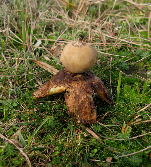 heideaardster meijendel 171109