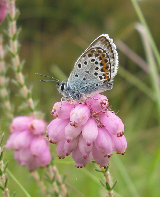 heideblauwtje_man_natuurlijk_brabant_22_juni_2009.jpg