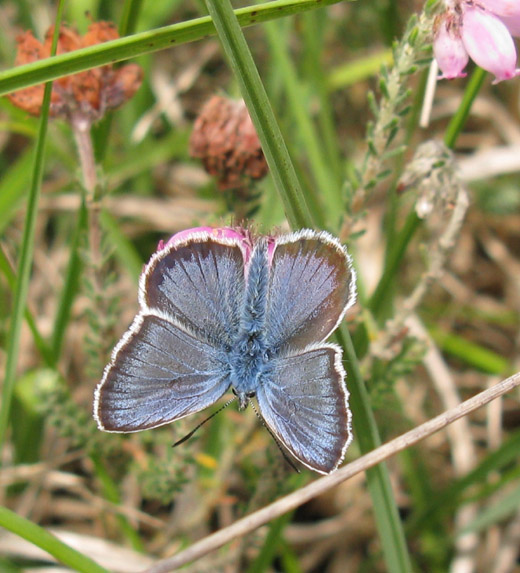 heideblauwtje_op_dopheide_natuurlijk_brabant_13_juli_2009_1.jpg