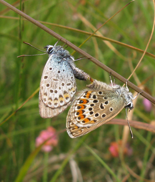 heideblauwtje_op_dopheide_natuurlijk_brabant_13_juli_2009_2.jpg