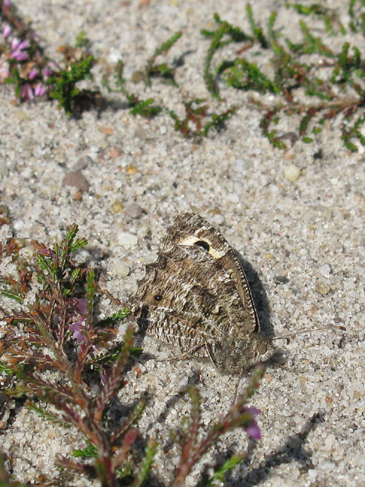 heivlinder_op_struikhei_natuurlijk_utrecht_01092011.jpg