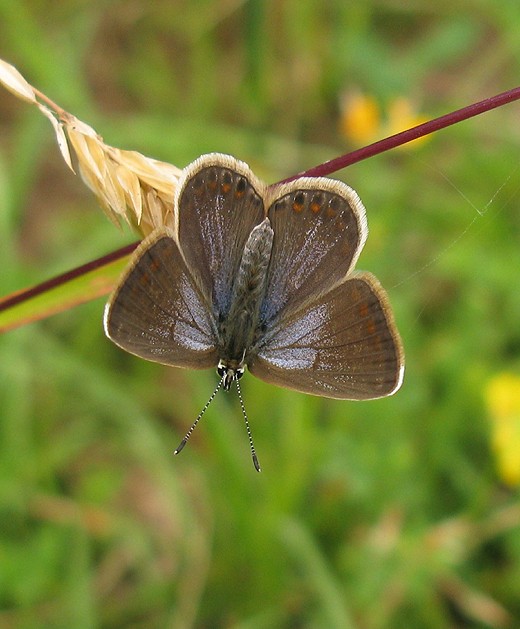 icarusblauwtje_vrouw_fort_everdingen_220710_4.jpg