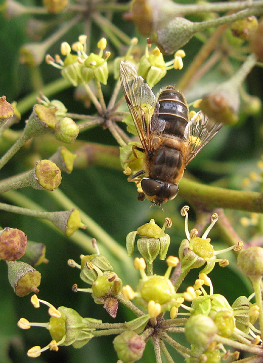 kegelbijvlieg_vrouw_op_klimop_meerkerk_07122009.jpg