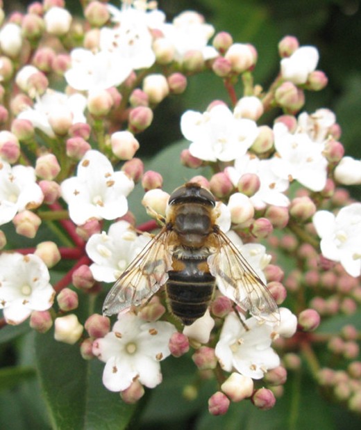 kegelbijvlieg_vrouw_op_sneeuwbal_viburnum_tinus_meerkerk_11122009.jpg